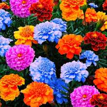 1000 Semillas Mixtas de Caléndula para Plantar, Flores Anuales No Modificadas Genéticamente para Jardín, de Polinización Abierta - Variante 1 - Ver 1
