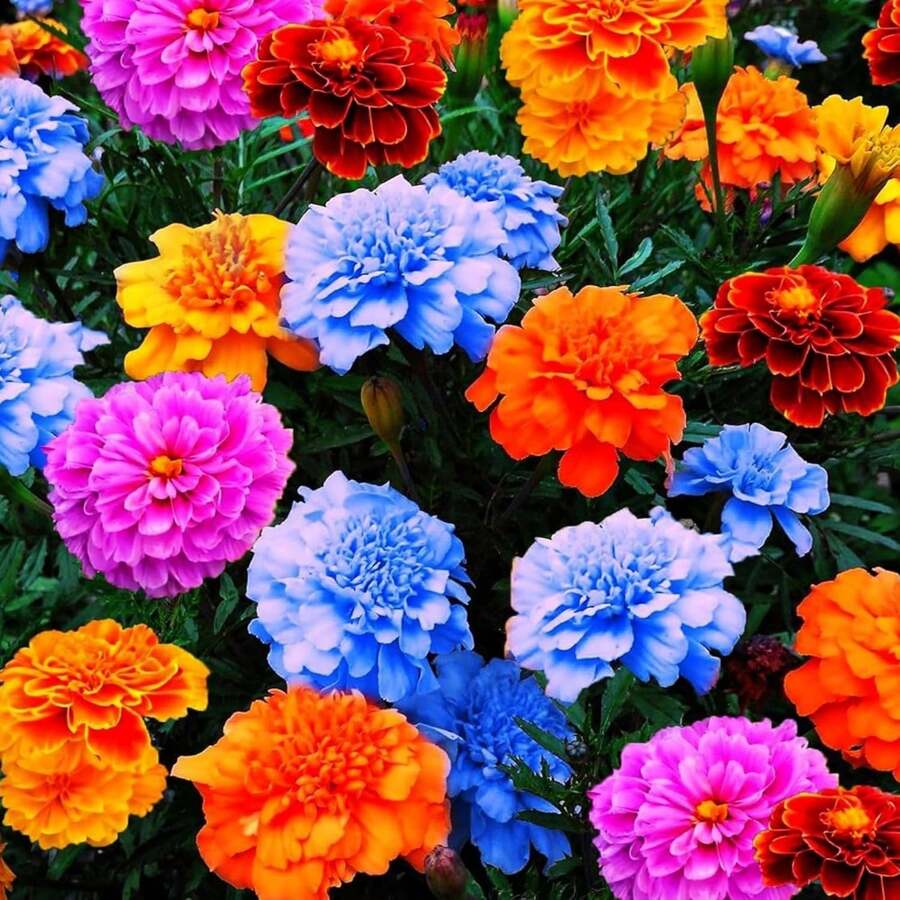1000 Semillas Mixtas de Caléndula para Plantar, Flores Anuales No Modificadas Genéticamente para Jardín, de Polinización Abierta - Variante 1 - Ver 1