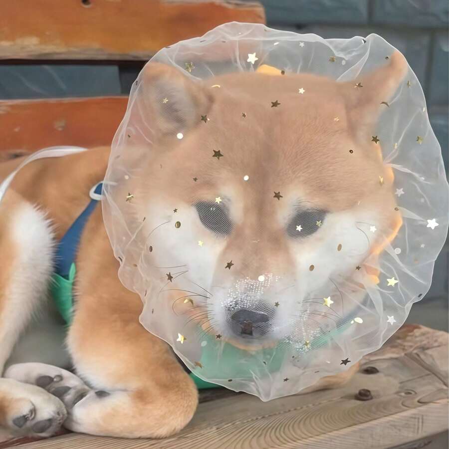1/2/3个装 小型/中型犬防咬口套，防止狗狗吞食杂物头套 - 彩色 - 查看 1