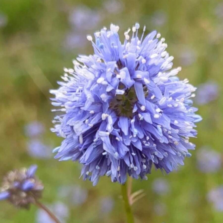 142 piezas de flor esférica azul (Gilia Capitata) - 142 - Ver 1