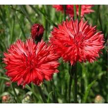 127 piezas de semillas de flores de botón único rojo intenso - 127 - Ver 1