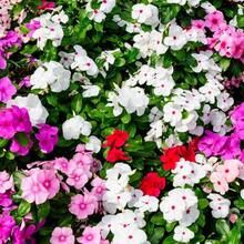 127 Semillas de Flores Violetas para Plantar - Variedades Tradicionales Sin OMG - 127 - Ver 2