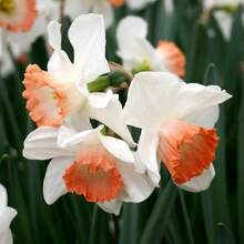 Outdoor Decor - 110Pcs/Seeds - View 1