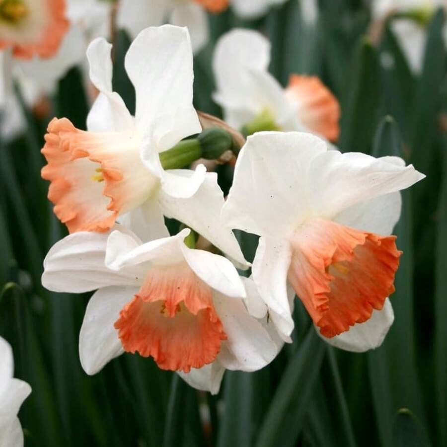 Outdoor Decor - 110Pcs/Seeds - View 1