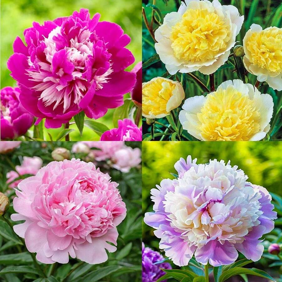 175 Semillas de Peonía Mixtas para Plantar - Semillas de Flores para Plantar en las Cuatro Estaciones - 175 - Ver 1