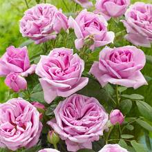 127 Semillas de Rosas Perennes Mixtas, la belleza de la herencia fragante, encanto duradero para el jardín - 127 - Ver 1