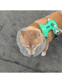 Dispositivo de protección contra sobrealimentación para perros. Antimosquitos. Pañuelo para la cabeza. Máscara para exteriores. Cubierta para la cabeza de perro. Dispositivo de protección contra la alimentación. Máscara facial de malla. - Multicolor - View 1