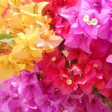 150Pcs Mixed Colors Bougainvillea Seeds Perennial Ornamental Low Maintenance Fast-Growing Drought Tolerant Attracts Pollinators Fence Trellis Balcony 150Pcs Flower Seeds - 變體 1 - 查看 7