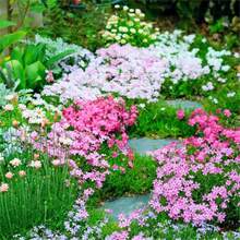 110 semillas mixtas de floxos trepadores, semillas de plantas perennes coloridas para cubrir el suelo, alternativa de césped de floración prolongada sin OMG, ideal para la decoración del jardín del hogar. - 110 unidades/Semillas mixtas - Ver 3