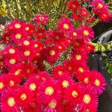 110 semillas de rosa musgosa exótica - flores rojas raras con estambres amarillos, semillas de flores perennes adecuadas para plantar al aire libre, plantas de cobertura del suelo - 110 unidades/semillas - Ver 3