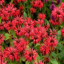 10 Panorama RED BEE BALM Monarda Didyma Oswego Semillas de Hierbas y Flores para Té - SEMILLA - Ver 2