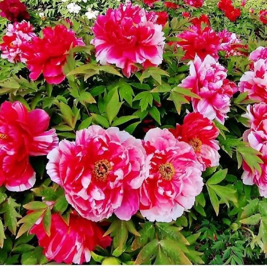 275 Semillas de Peonía - Fáciles de reproducir, fáciles de cultivar, flores vibrantes - Perfectas para parterras y ramos, resistentes, adecuadas para todas las estaciones, ideales para jardines de bricolaje, jardines domésticos, macetas y patios - perfectas como regalos de jardinería. - 275 - Ver 1