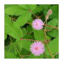 Outsidepride 1000 Semillas Anuales de Mimosa Pudica, Semillas de Flores de Plantas Sensibles para Plantar – Lleva el Encantador Mundo de la Mimosa a tu Espacio - Rosa - Ver 8