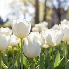 178pcs Antarctica Tulip Bulbs Perennial Flower Seeds Indoor And Outdoor Garden Planting Tulip Flower Bulbs Soil Culture Hydroponic Flowers Grains - 178 - Xem 3