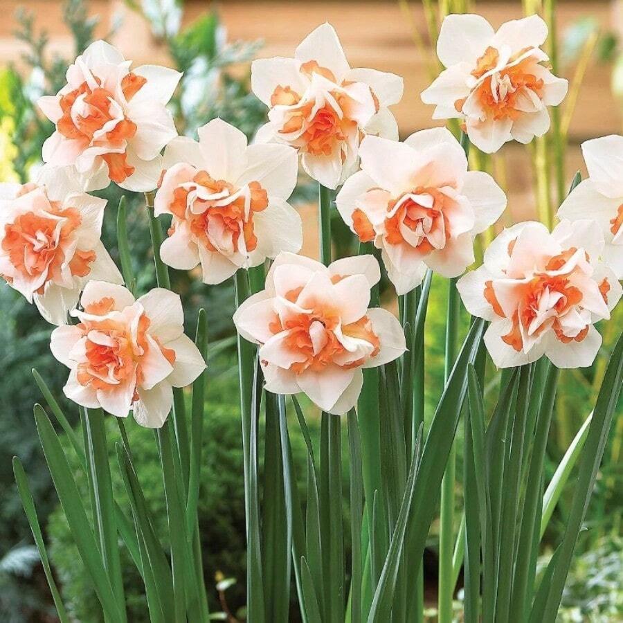 Bulbos de orquídea en estado de reposo, multicolor, semillas perennes fáciles de cultivar - 99 piezas - Ver 1