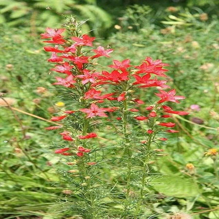 Outdoor Decor - 127 - View 1