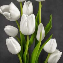 178pcs Antarctica Tulip Bulbs Perennial Flower Seeds Indoor And Outdoor Garden Planting Tulip Flower Bulbs Soil Culture Hydroponic Flowers Grains - 178 - Xem 4