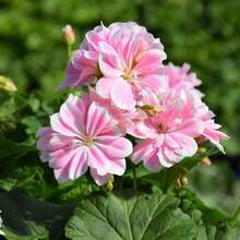 Semillas de Flores - Semillas de Flores, Adecuadas para Cultivo en Exteriores, Interiores, Casa y Jardín - Fáciles de Cultivar, Atraen Insectos - 20 piezas - Ver 3