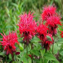 10 Panorama RED BEE BALM Monarda Didyma Oswego Semillas de Hierbas y Flores para Té - SEMILLA - Ver 9
