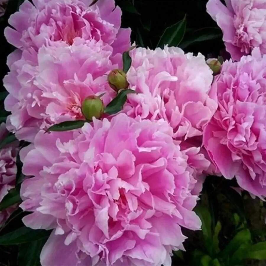 Paquete de Semillas de Flor de Peonía para Plantar en el Jardín de Casa Paquete de Semillas de Flores - 50 piezas - Ver 1
