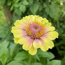 Semillas de Zinnia Unicornio de Polinización Abierta - Más de 200 Semillas de Flores Tradicionales, No Modificadas Genéticamente, para Floraciones Vibrantes de Verano - 1 paquete - Ver 4