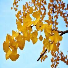 Semillas de Árbol Ginkgo Biloba Antiguo (5 Semillas) -- Envío Gratis -- Árbol Fósil Vivo Gingko Ginkgophyta Maidenhair - SEMILLA - Ver 2