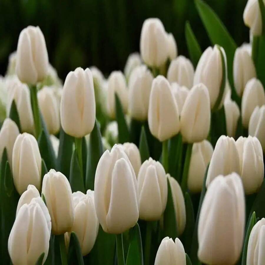285 piezas de bulbos de tulipán de la Antártida, cultivo perenne en suelo, flores hidropónicas, bulbos de tulipán, semillas de flores para plantar en jardines interiores y exteriores. - 285 - Ver 1
