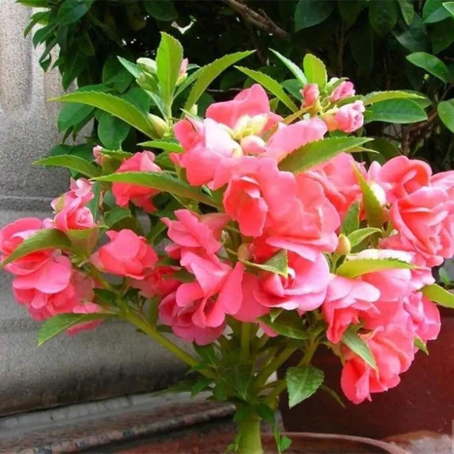 Outdoor Decor - 50 Pieces - View 1
