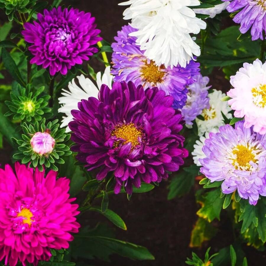 299 Semillas Perennes de Polen para Plantar al Aire Libre - Mezcla de Polen en Polvo Sin OMG para Atraer Abejas y Mariposas, Mariposas Aromáticas, Semillas de Flores - 299 piezas - Ver 1