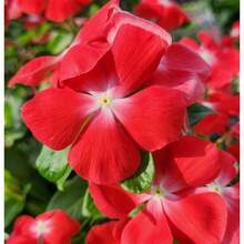 127 Semillas de Flores Violetas para Plantar - Variedades Tradicionales Sin OMG - 127 - Ver 4