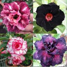 Semillas de Rosa del Desierto - Multicolores, Versátiles, Impresionantes Semillas de Flores Tropicales para Jardinería Interior y Exterior - 100 - Ver 4