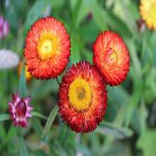 Semillas de Flor de Pascua - Xerochrysum Bracteatum / Semillas de Flor Eterna Dorada / Flores Secas para Manualidades / Arreglos Florales Secos - Semillas - SEMILLA - Ver 5