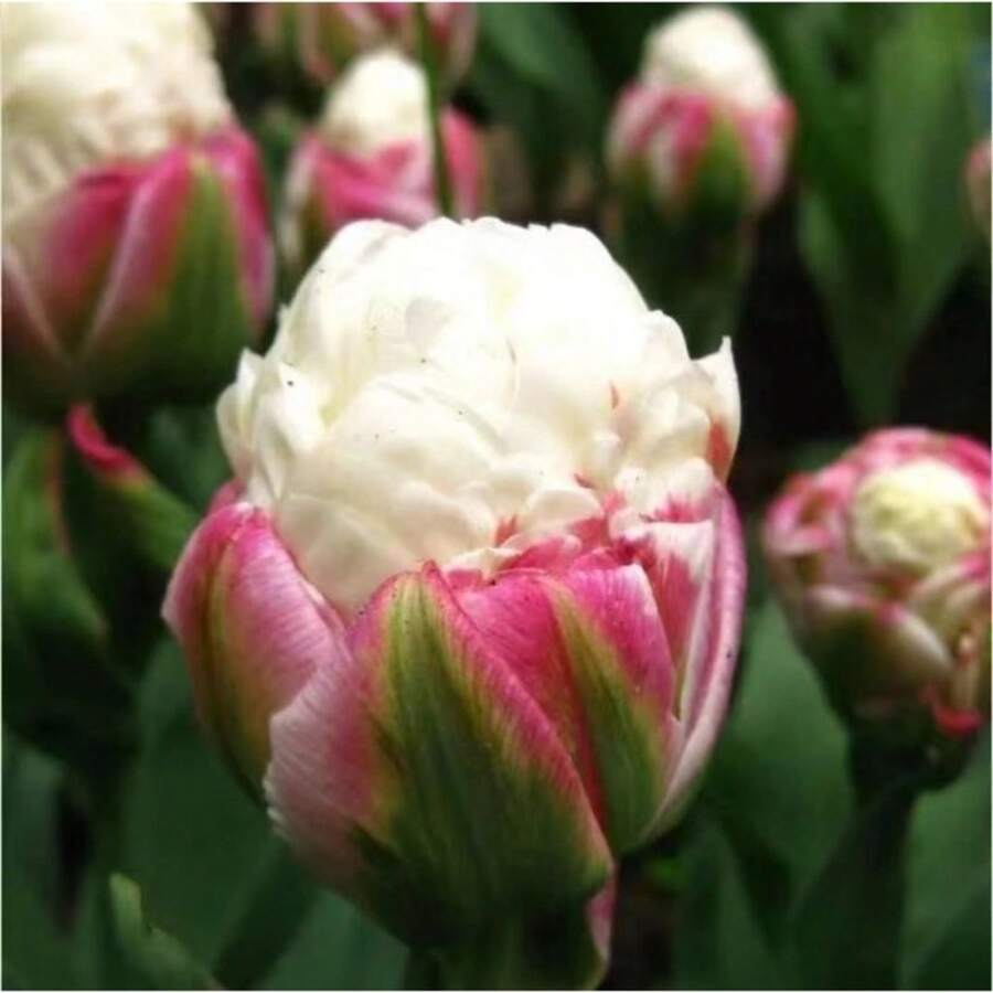 145 Semillas de Flor Violeta Heritage Ice Cream, Plántulas de Fácil Cultivo para Principiantes, Sin OMG, Cultivo Interior y Exterior, Elegante Set de Regalo - 145 - Ver 1