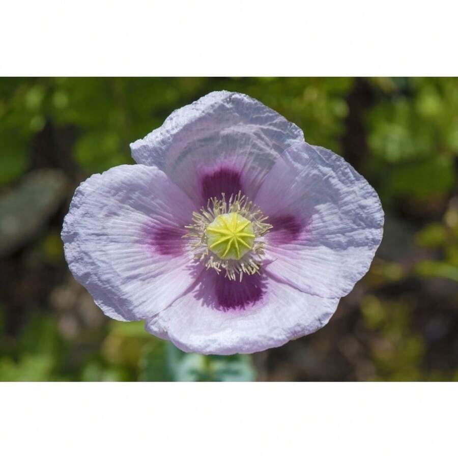 40 semillas de nenúfar, semillas de flores para climas fríos disponibles a granel - 40 piezas - Ver 1