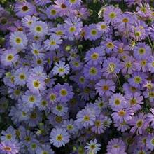 289 Semillas de Flores Eternas, Fáciles de Cultivar, Semillas de Flores, Plantación en Jardín, Exterior - 289 piezas - Ver 4