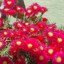 110 semillas de rosa musgosa exótica - flores rojas raras con estambres amarillos, semillas de flores perennes adecuadas para plantar al aire libre, plantas de cobertura del suelo - 110 unidades/semillas - Ver 4