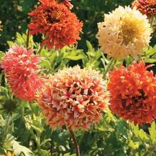 110 piezas/Semillas de acianos mixtas, semillas de crisantemo de doble pétalo 'Piel de Tigre', flores cortadas resistentes al calor, plantas en maceta para balcón, plantas para patio, flores y plantas decorativas. - 110 unidades/Semillas mixtas - Ver 1