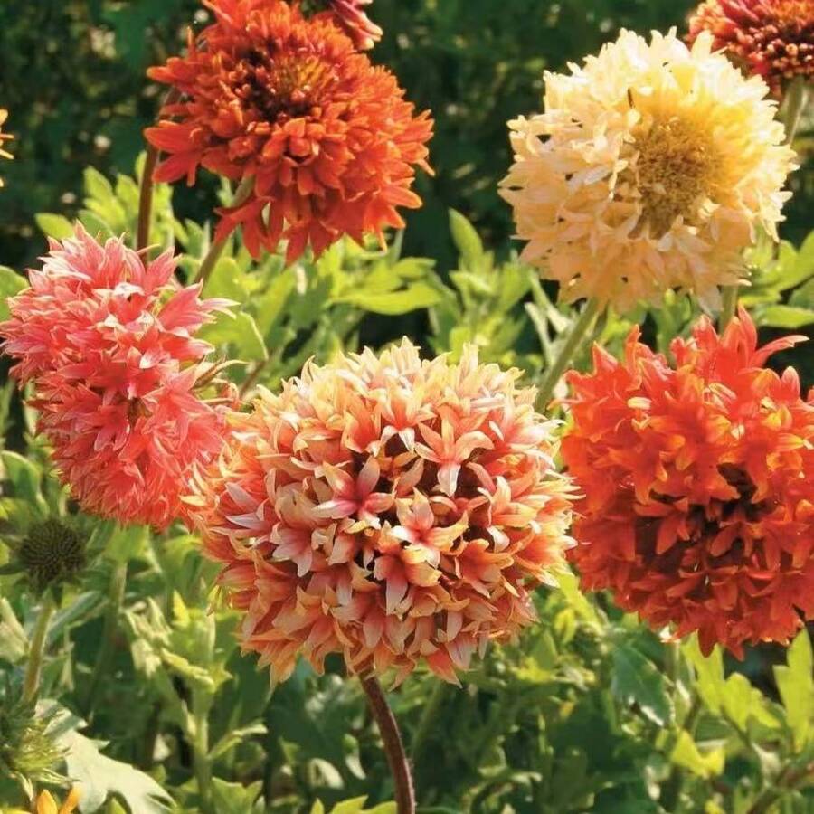 110 piezas/Semillas de acianos mixtas, semillas de crisantemo de doble pétalo 'Piel de Tigre', flores cortadas resistentes al calor, plantas en maceta para balcón, plantas para patio, flores y plantas decorativas. - 110 unidades/Semillas mixtas - Ver 1