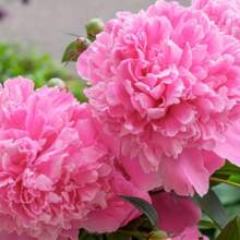 Semillas de Peonía para Jardín, Decoración de Interiores y Exteriores, Decoración Floral Perenne, Cultivo de Vegetales y Frutas, Ideal para Entusiastas de las Plantas, Regalos Inspirados en la Naturaleza - 10 piezas - Ver 3