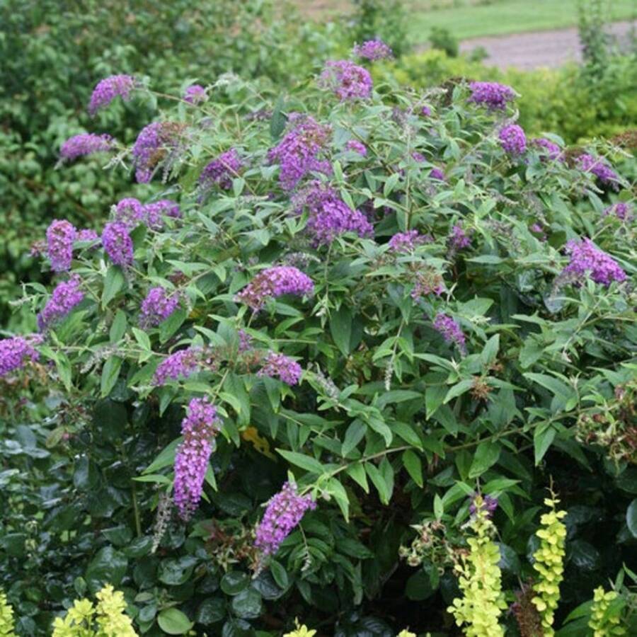 210 piezas de semillas de arbusto de flor de mariposa morada - 210 - Ver 1