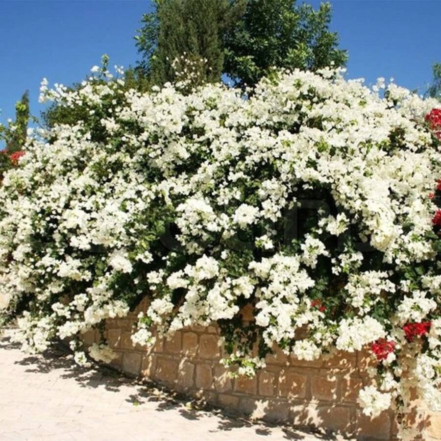 120 Semillas Frescas, Semillas de Flor de Bloveira Blanca, Pequeñas Flores de Papel Bloveira, Impresionantes Plantas Decorativas, Máquina de Floración, Impresionante Muro de Privacidad - 120 piezas - Ver 1