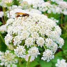 110 semillas de encaje de la reina Ana para plantar, Ammi majus, flores blancas de jardín - 110 unidades/Semillas mixtas - Ver 1