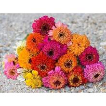 110 piezas/semillas mixtas de crisantemo 'Pinecone', adecuadas para jardines interiores y exteriores, ideales para la siembra de flores y la decoración hortícola. - 110 unidades/Semillas mixtas - Ver 4