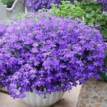 100 Semillas de Orychophragmus Violaceus de Bajo Mantenimiento para Jardinería Doméstica, Flores de Exterior, Plantación en Patio y Jardín, Fuerte Adaptabilidad, Crecimiento Rápido, Ideal para Principiantes, para Interiores y Exteriores - 100 piezas/semilla - Ver 6