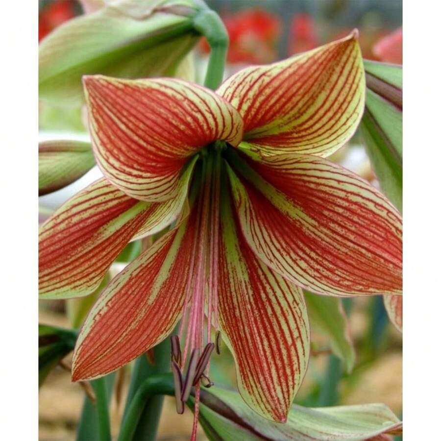 Paquete de 2 bulbos de Amaryllis Vittata B FW95210-101 - 99999 - Ver 1