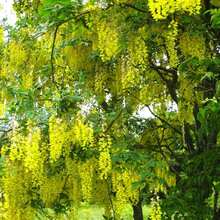 Outdoor Decor - 10pcs/Seeds - View 4