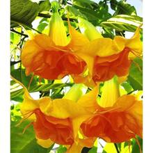 100 Semillas de Flor Trompeta de Ángel Amarillo Naranja Brillante - Variante 1 - Ver 2