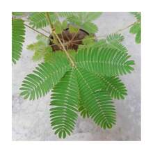Outsidepride 1000 Semillas Anuales de Mimosa Pudica, Semillas de Flores de Plantas Sensibles para Plantar – Lleva el Encantador Mundo de la Mimosa a tu Espacio - Rosa - Ver 7