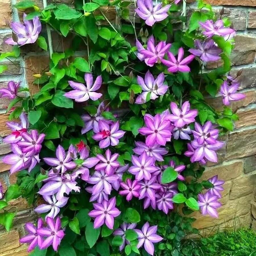 Semillas de Clemátide Grande, Planta Trepadora en Maceta, Jardín de Balcón, Flores Trepadoras Verdes, Semillas de Flores - 100 tabletas - Ver 1