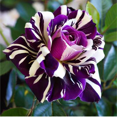 500 Pcs Garden Black Dragon Rose Seeds Rare Shrubs Ornamental Flowers And Plants Spectacular Display Add Decorative Garden Perennial Bush Seeds Blossom Gorgeous Home Gardening Must-Have